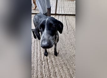 Pointer Mix Dame RENA (4 Jahre) sucht eine Familie