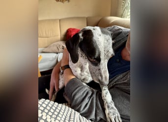 Pointer Mix Dame Tessa (4,5 Jahre) ohne Jagdtrieb) sucht eine Familie