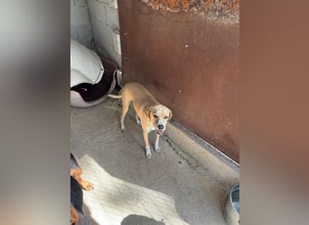 Sanfte und sensible Seele FIDO (3 Jahre) sucht ein Zuhause!
