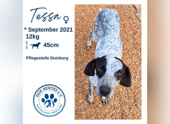 Pointer Mix Dame Tessa (4,5 Jahre) ohne Jagdtrieb) sucht eine Familie