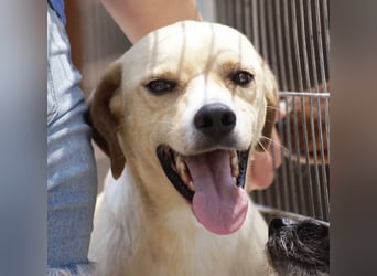 Sanfte und sensible Seele FIDO (3 Jahre) sucht ein Zuhause!