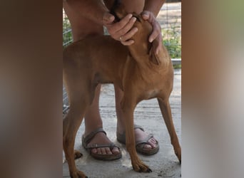 Danai, eine wundervolle Seele sucht ihre eigene Familie
