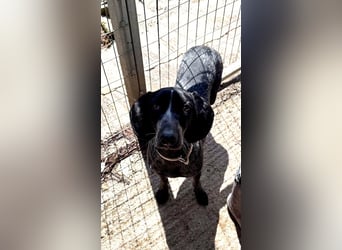 Pointer Mix Dame RENA (4 Jahre) sucht eine Familie