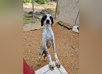 Pointer Mix Dame Tessa (4,5 Jahre) ohne Jagdtrieb) sucht eine Familie