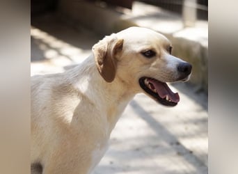 Sanfte und sensible Seele FIDO (3 Jahre) sucht ein Zuhause!
