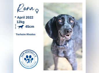 Pointer Mix Dame RENA (4 Jahre) sucht eine Familie