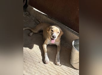 Sanfte und sensible Seele FIDO (3 Jahre) sucht ein Zuhause!