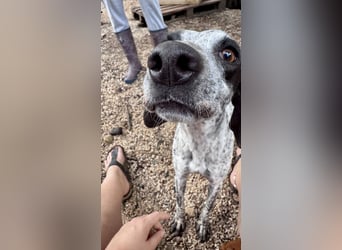 Pointer Mix Dame Tessa (4,5 Jahre) ohne Jagdtrieb) sucht eine Familie