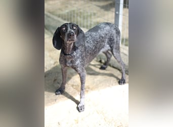 Pointer Mix Dame RENA (4 Jahre) sucht eine Familie