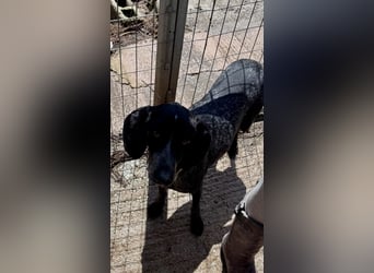 Pointer Mix Dame RENA (4 Jahre) sucht eine Familie