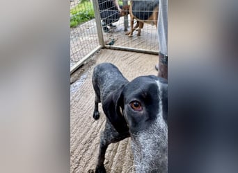 Pointer Mix Dame RENA (4 Jahre) sucht eine Familie