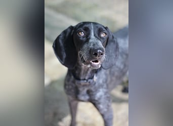 Pointer Mix Dame RENA (4 Jahre) sucht eine Familie