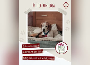 Lola sucht ein Zuhause
