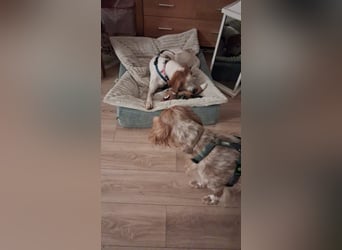 Lola sucht ein Zuhause