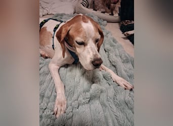 Lola sucht ein Zuhause
