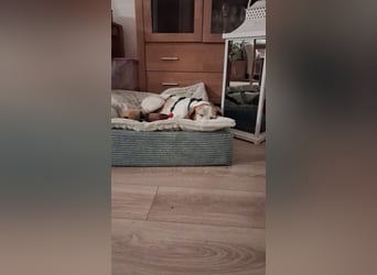 Lola sucht ein Zuhause