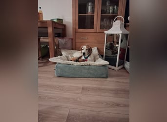 Lola sucht ein Zuhause