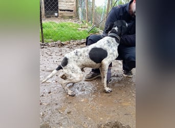 Wirbelwind Oreo sucht ein aktives Zuhause