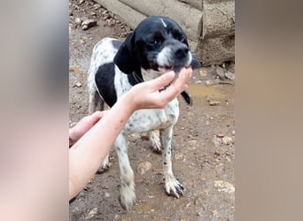Wirbelwind Oreo sucht ein aktives Zuhause
