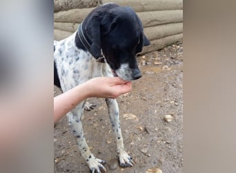 Wirbelwind Oreo sucht ein aktives Zuhause