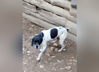 Wirbelwind Oreo sucht ein aktives Zuhause