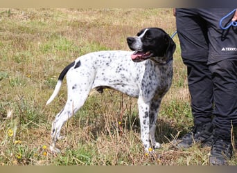 Pintas - hatte bestimmt schon mal ein Zuhause – und soll wieder eines bekommen