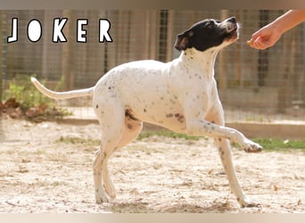 •|•  J•O•K•E•R  •|• Aktiv • Verspielt • Freundlich