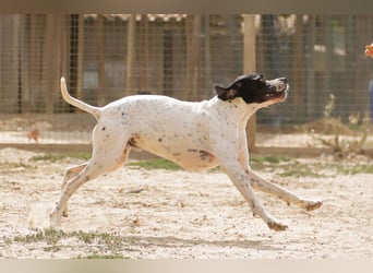 •|•  J•O•K•E•R  •|• Aktiv • Verspielt • Freundlich