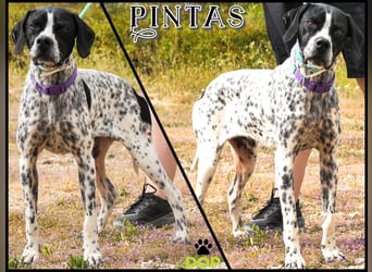 Pintas - hatte bestimmt schon mal ein Zuhause – und soll wieder eines bekommen