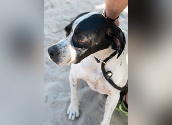 •|•  J•O•K•E•R  •|• Aktiv • Verspielt • Freundlich