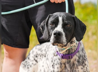 Pintas - hatte bestimmt schon mal ein Zuhause – und soll wieder eines bekommen