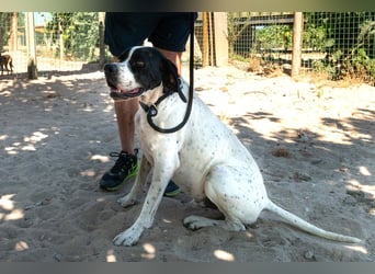 •|•  J•O•K•E•R  •|• Aktiv • Verspielt • Freundlich