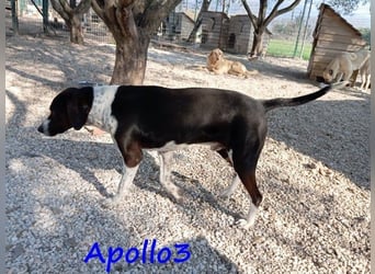Apollo3 geb. 02/2020 (GRC) - ausgeglichener, hübscher Pointer-Mix sucht Zuhause! Apollo3 geb. 02/2020 (GRC) - ausgeglichener, hübscher Pointer-Mix sucht Zuhause!