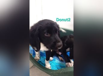 Donut2 geb. 03/2026 (ESP) - kleiner gute Laune Bär sucht seine Menschen!