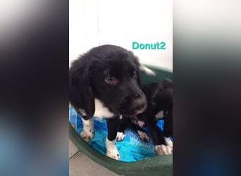 Donut2 geb. 03/2026 (ESP) - kleiner gute Laune Bär sucht seine Menschen!