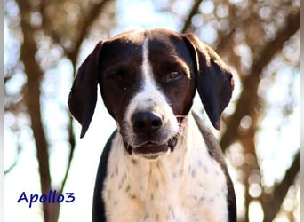 Apollo3 geb. 02/2020 (GRC) - ausgeglichener, hübscher Pointer-Mix sucht Zuhause! Apollo3 geb. 02/2020 (GRC) - ausgeglichener, hübscher Pointer-Mix sucht Zuhause!