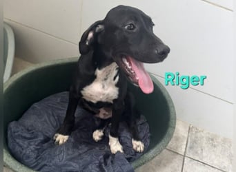 Riger geb. 03/2026 (ESP) - kleiner Entdecker will die Welt und deine Couch erobern!