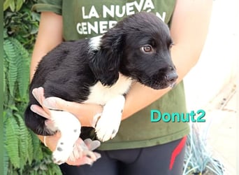 Donut2 geb. 03/2026 (ESP) - kleiner gute Laune Bär sucht seine Menschen!
