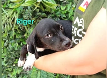 Riger geb. 03/2026 (ESP) - kleiner Entdecker will die Welt und deine Couch erobern!