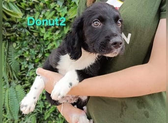Donut2 geb. 03/2026 (ESP) - kleiner gute Laune Bär sucht seine Menschen!