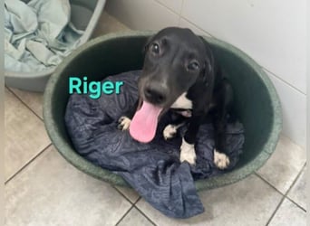 Riger geb. 03/2026 (ESP) - kleiner Entdecker will die Welt und deine Couch erobern!