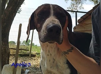 Apollo3 geb. 02/2020 (GRC) - ausgeglichener, hübscher Pointer-Mix sucht Zuhause! Apollo3 geb. 02/2020 (GRC) - ausgeglichener, hübscher Pointer-Mix sucht Zuhause!