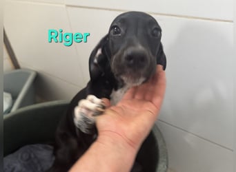 Riger geb. 03/2026 (ESP) - kleiner Entdecker will die Welt und deine Couch erobern!