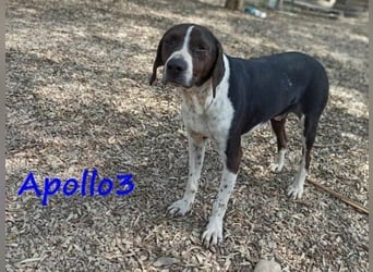 Apollo3 geb. 02/2020 (GRC) - ausgeglichener, hübscher Pointer-Mix sucht Zuhause! Apollo3 geb. 02/2020 (GRC) - ausgeglichener, hübscher Pointer-Mix sucht Zuhause!
