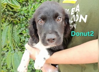 Donut2 geb. 03/2026 (ESP) - kleiner gute Laune Bär sucht seine Menschen!