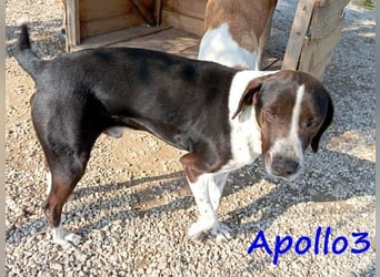 Apollo3 geb. 02/2020 (GRC) - ausgeglichener, hübscher Pointer-Mix sucht Zuhause! Apollo3 geb. 02/2020 (GRC) - ausgeglichener, hübscher Pointer-Mix sucht Zuhause!