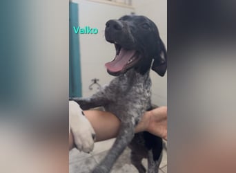 Valko geb. 03/2026 (ESP) - menschenbezogener und freundlicher Welpe!