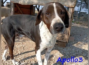 Apollo3 geb. 02/2020 (GRC) - ausgeglichener, hübscher Pointer-Mix sucht Zuhause! Apollo3 geb. 02/2020 (GRC) - ausgeglichener, hübscher Pointer-Mix sucht Zuhause!