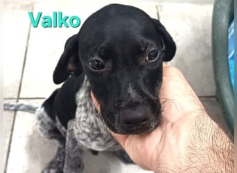 Valko geb. 03/2026 (ESP) - menschenbezogener und freundlicher Welpe!