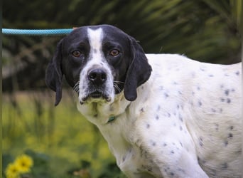POINTER: Oreo & Tripp ⚡️2 von ~ 650 Hunden  in der Cantinho da Milu⚡️